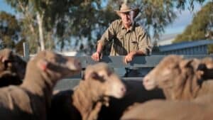 York farmer and PGA president Tony Seabrook in the yards with some of the cross-bred lambs which would normally be bound for live export. Pictured at Tony's property near York. 24 JUNE 2018 Picture: Danella Bevis The West Australian