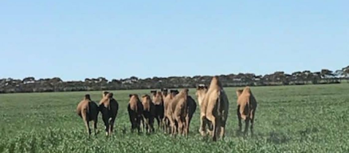 camels-coming-to-a-paddock-near-you