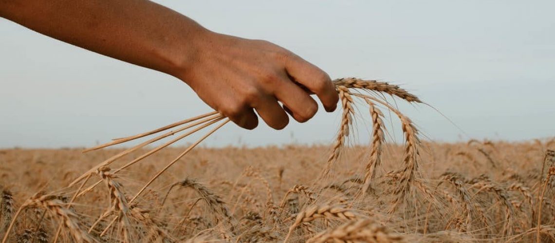 the-invisible-hand-of-agriculture